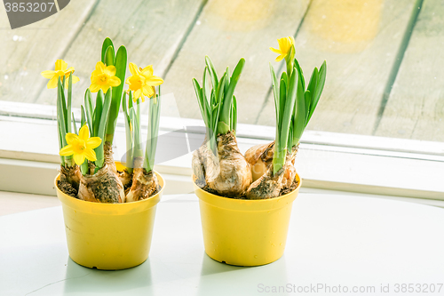 Image of Daffodils in flowerpots at a window