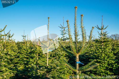 Image of Pine trees for sale at a plantation