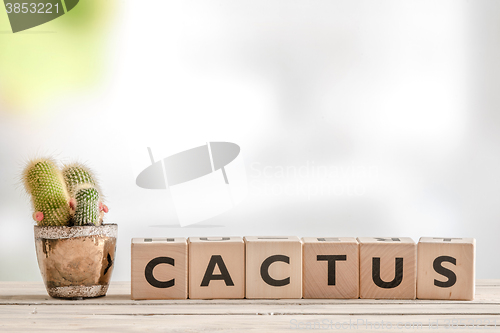 Image of Cactus sign with a plant