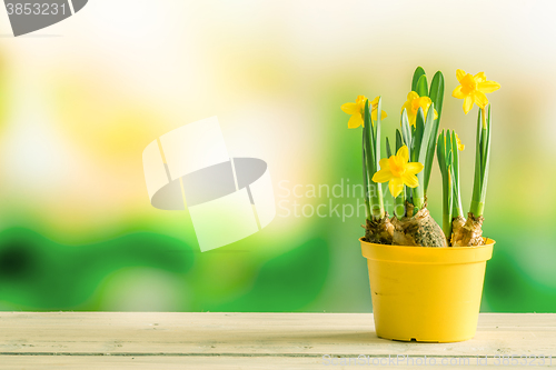 Image of Daffodils in a flowerpot on a shelf