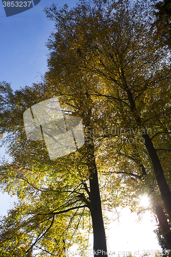 Image of Autumnal forest