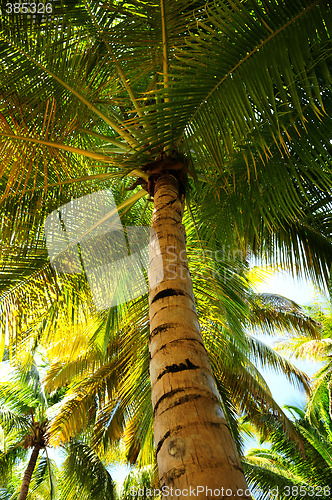 Image of Palm tree canopies in tropical forest