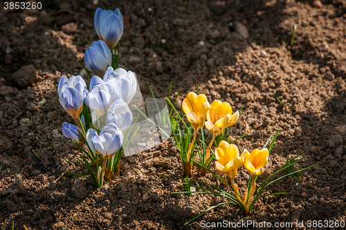 Image of Colorful crocus flowers in the springtime