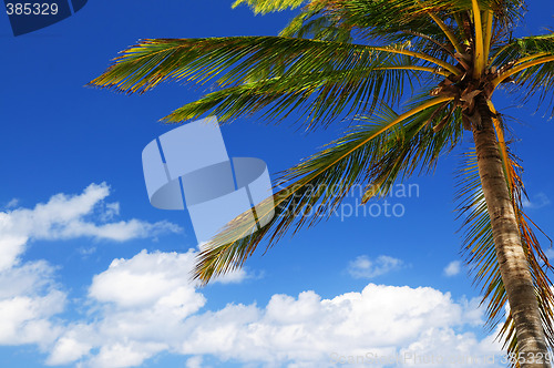 Image of Palm on blue sky background