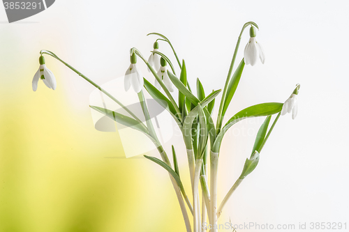 Image of Snowdrop flowers on a fresh background