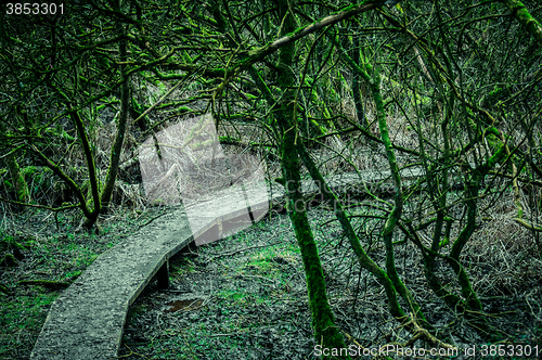 Image of Path in a spooky forest