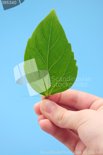 Image of Hand holding green leaf