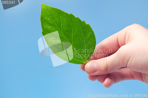 Image of Hand holding green leaf