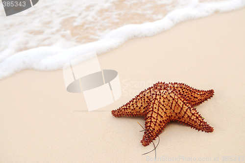 Image of Starfish and ocean wave
