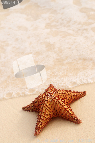 Image of Starfish and ocean wave