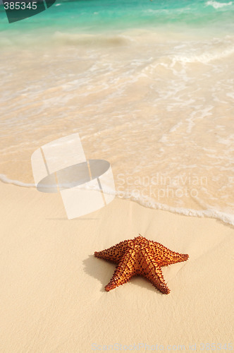 Image of Starfish and ocean wave