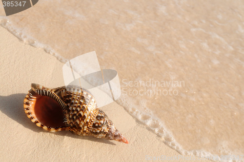 Image of Seashell and ocean wave