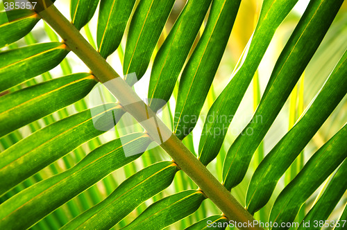 Image of Tropical leaf