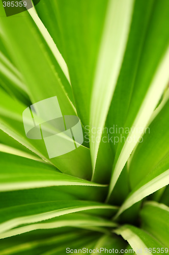 Image of Tropical leaves