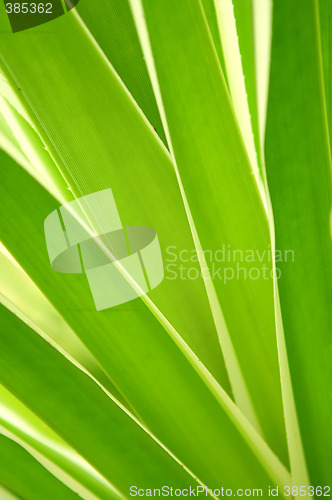 Image of Tropical leaves