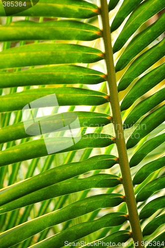 Image of Tropical leaf