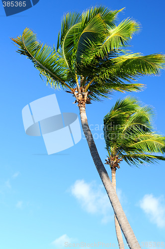 Image of Palms on blue sky