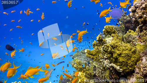 Image of Tropical Fish on Vibrant Coral Reef