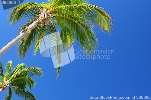 Image of Palms on blue sky