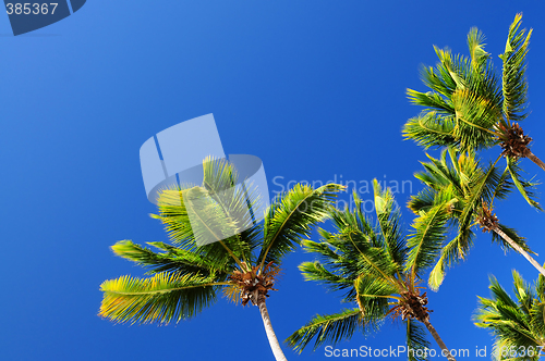 Image of Palms on blue sky