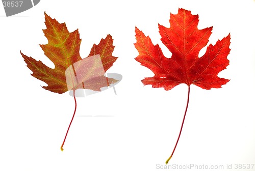 Image of  Maple Leaves on White