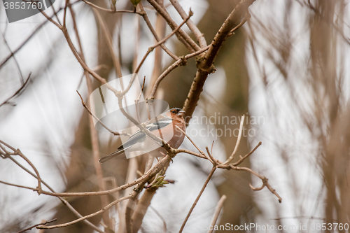 Image of Chaffinch on a twig in the winter