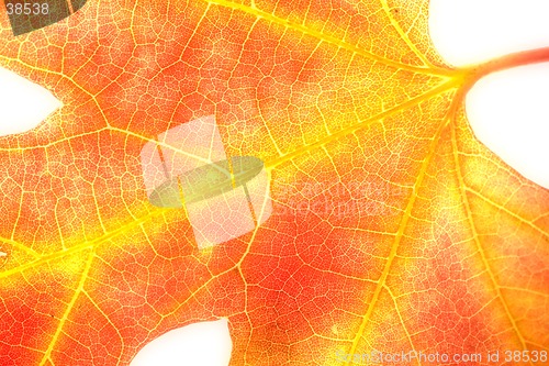 Image of Orange Maple Leaf on White