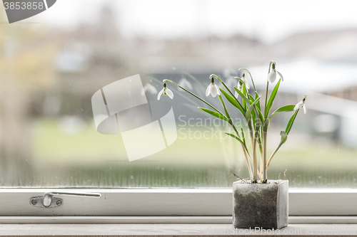 Image of Snowdrop flowers in a dirty window