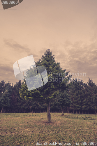 Image of Pine tree outside the forest