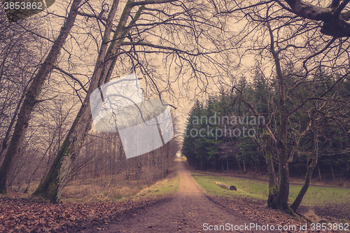 Image of Forest trail at dawn