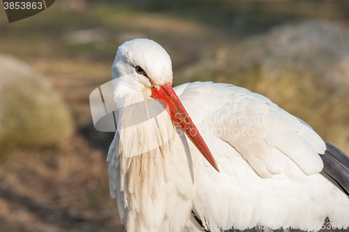 Image of Close-up of a stork in the spring