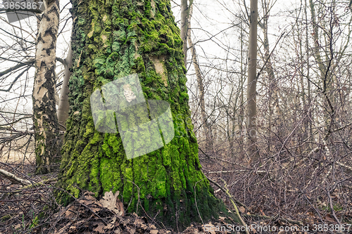 Image of Tree with green moss on the barch