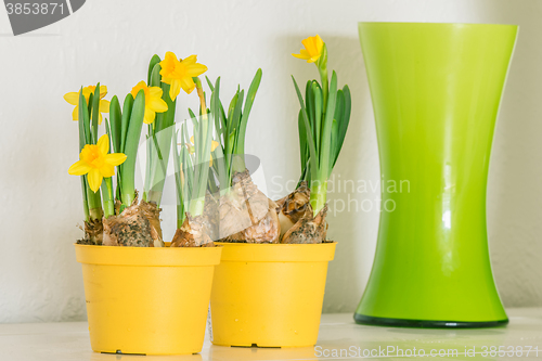 Image of Daffodils in yellow flowerpots