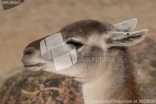 Image of Close-up of a Lama in the spring