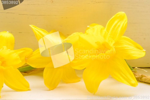 Image of Daffodil flowers in indoor environment