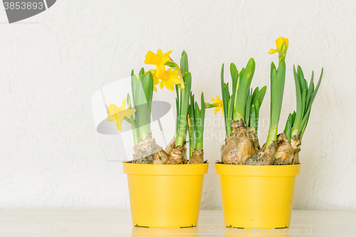 Image of Flowerpots with yellow daffodils