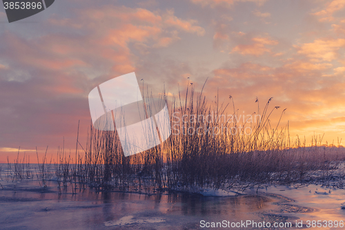 Image of Grass silhouettes in a frozen lake