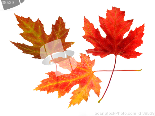 Image of Three Maple Leaves on White