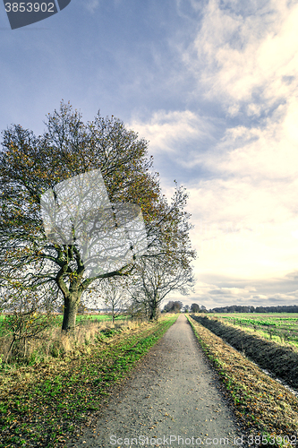 Image of Trees by a nature path