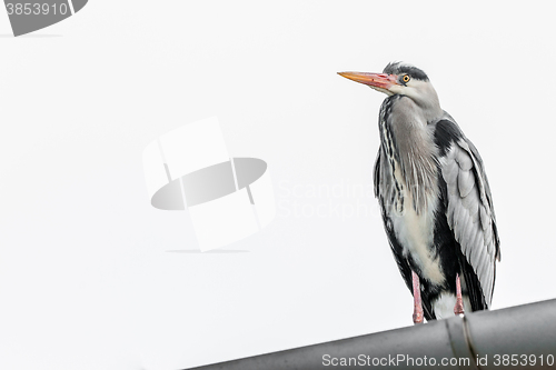 Image of Grey heron on a rooftop