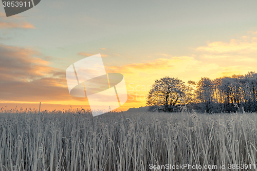 Image of Tree silhouette on a frosty field