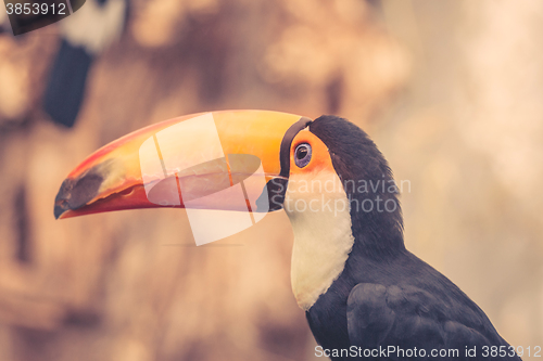 Image of Toco bird with a big beak