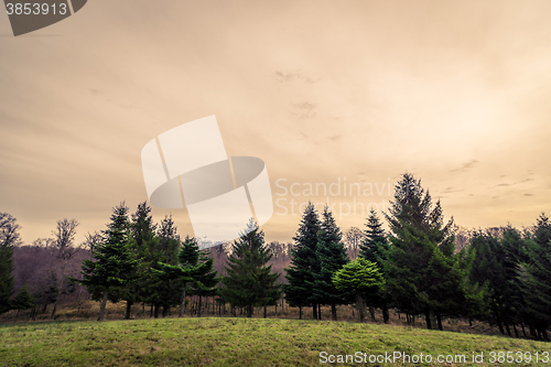 Image of Pine trees on a hillside in the sunset