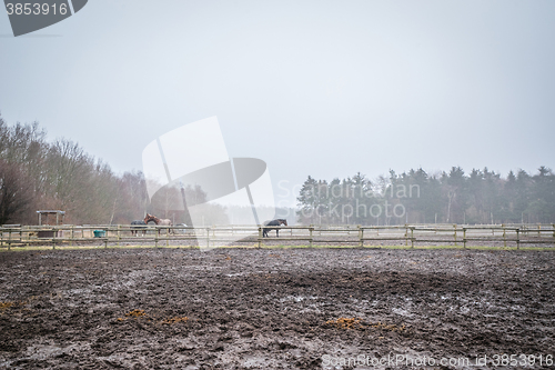 Image of Muddy field with fenced horses