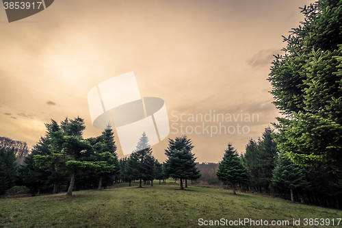 Image of Green field with pine trees in the sunset