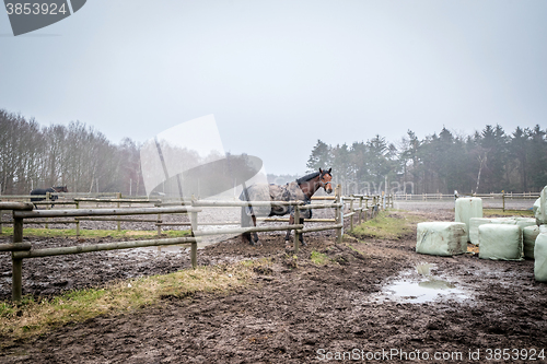 Image of Horse behind a fence at a farm