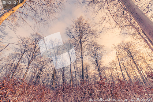 Image of Tall trees in the winter sunrise