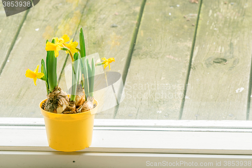 Image of Daffodils in an indoor flowerpot