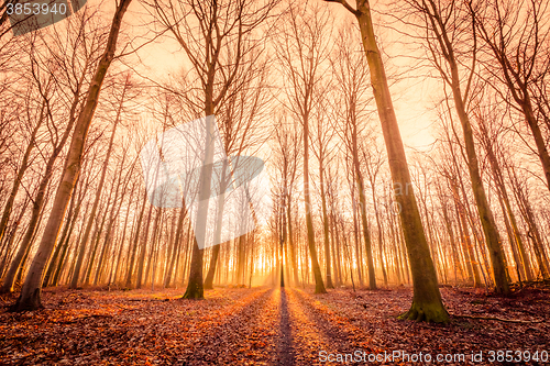 Image of Sun is rising in the forest