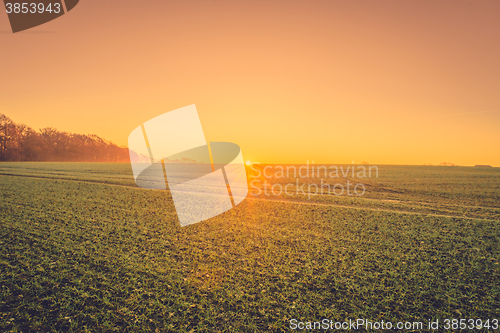 Image of Field with crops at sunrise